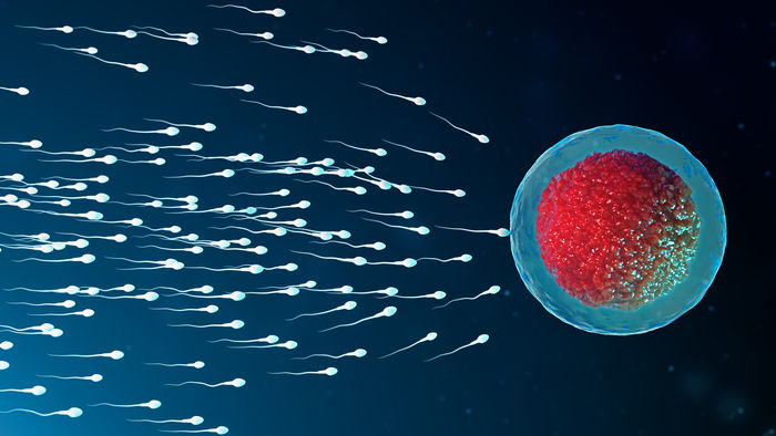 Spermien im Wettstreit um eine Eizelle